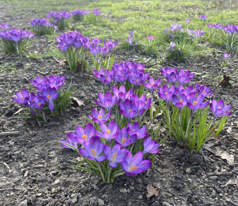 lente